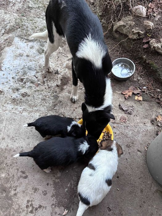 Подарявам кученце