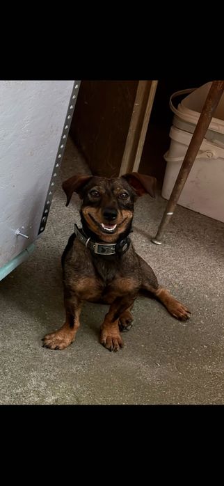 Câine spre adopție - Egon isi cauta o familie iubitoare