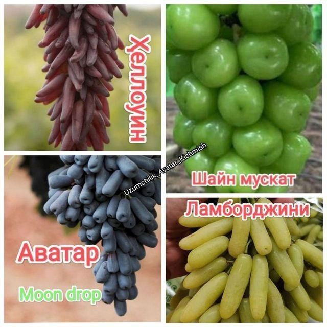 Avatar lanbarjiya uzum koʻchat bor danaksiz