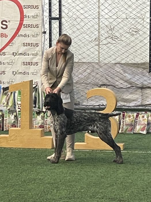 Продается щенок дойч дратхаара