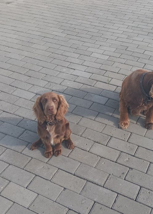 Ишет подругу руский спаниель.