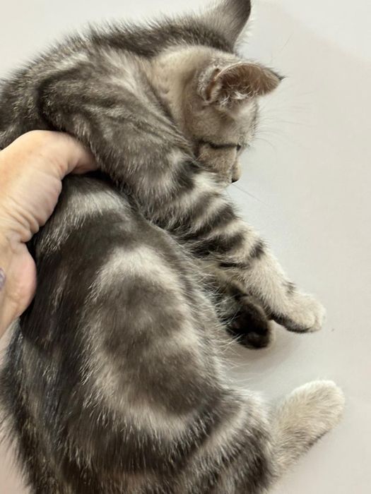 Котенка продам