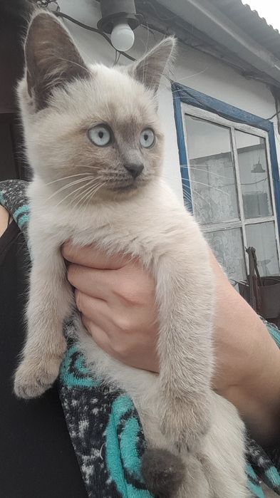 Отдам котят в добрые руки