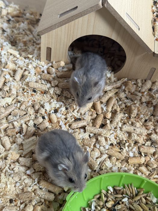 Хомячки Джунгары