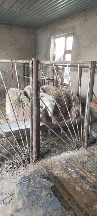 Продам тохты костраты жирные