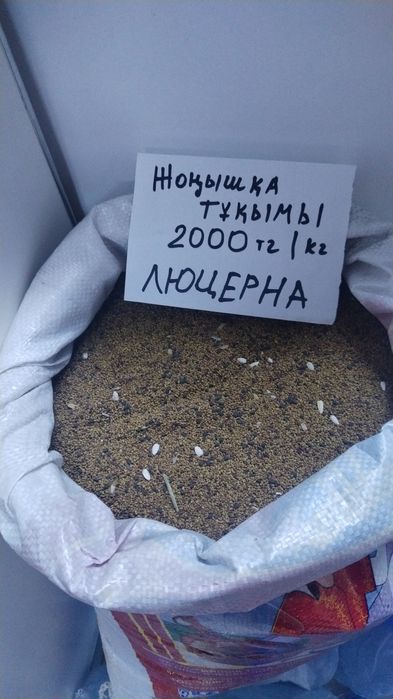 Жоңышқа тұқымы сатылады