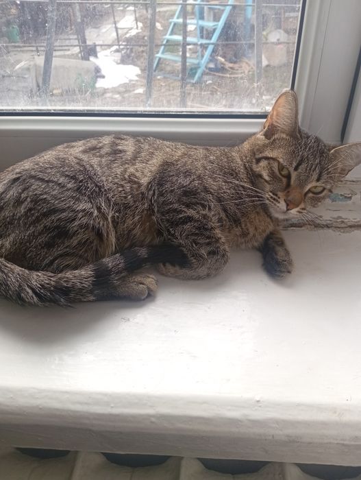 Отдам в хорошие руки