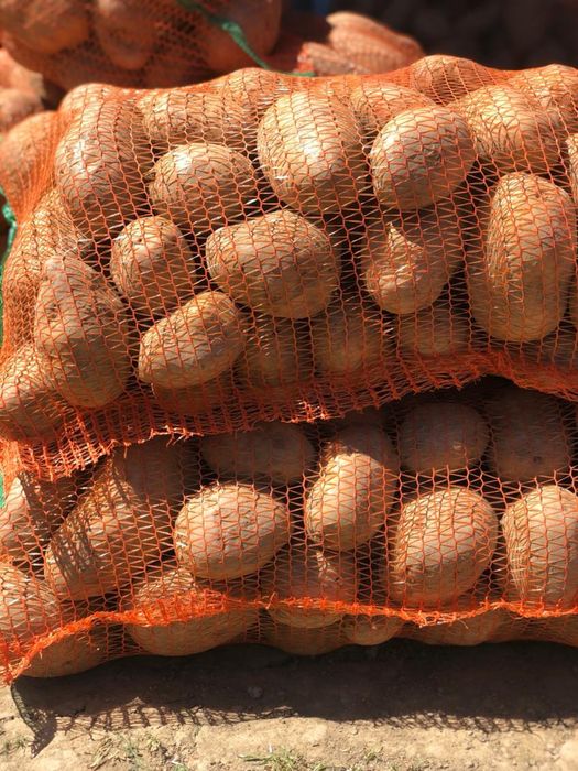 Cartofi pentru consum