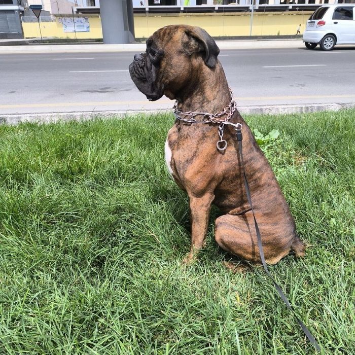 Немецкий Боксер Вязка