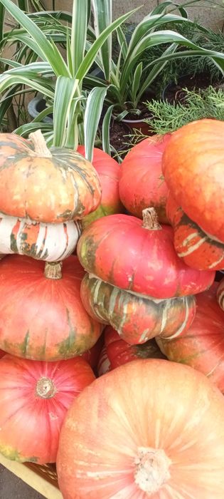 Dovleac Halloween și decorativ în Cluj