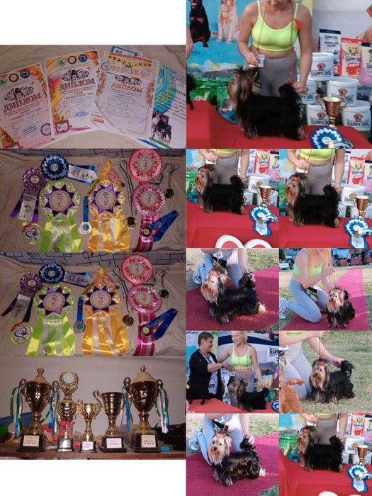 Клубные щенки Йорка!