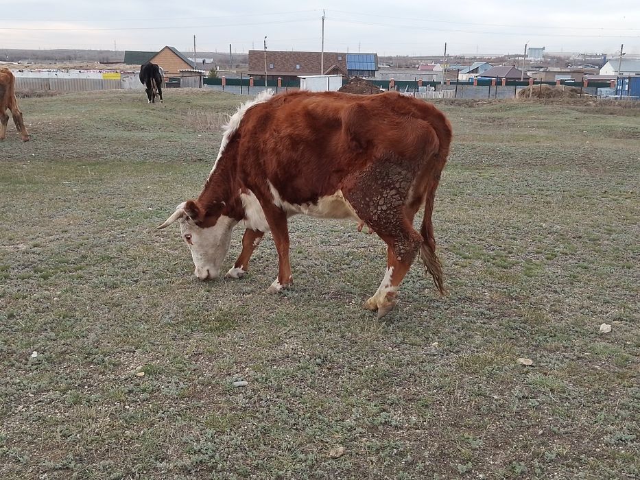 Үш бас бұзаулы сиыр сатылады.  бұзау