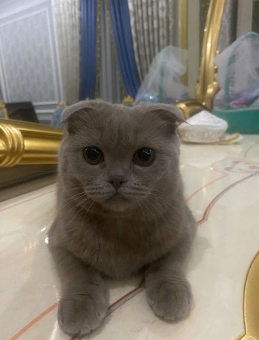 Шотландский кошка