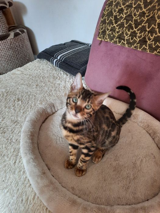 Бенгальские котята.