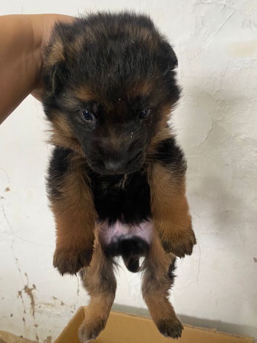 Немцкая овчарка