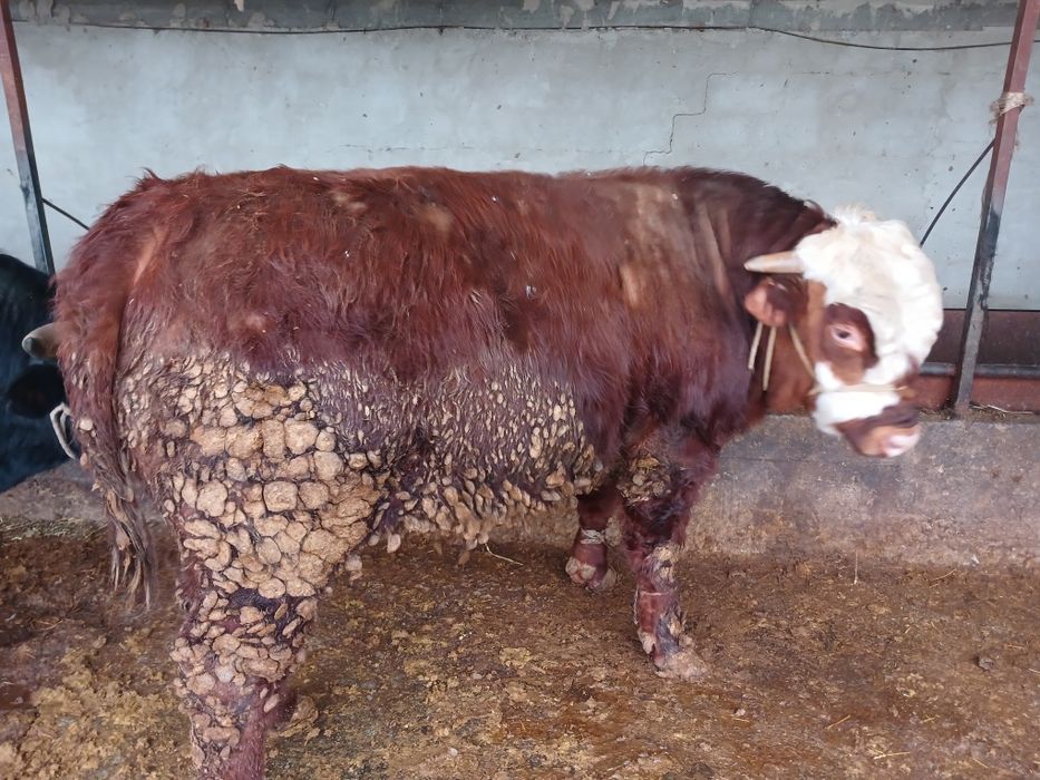 СемізбұхаларСатылады