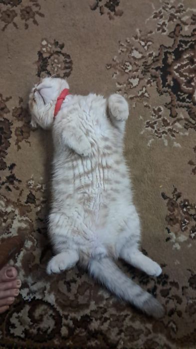 Он очень хороший добрый