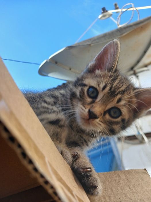 Котёнок бесплатно