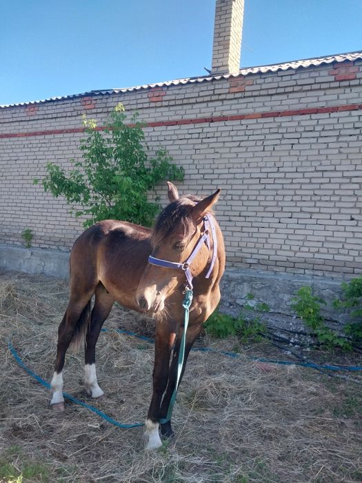 Продаётся обученный жеребчик
