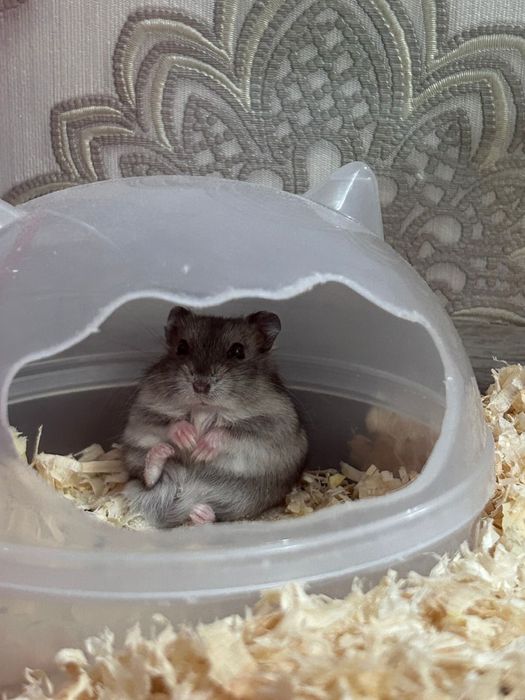 Хомяки 2 штуки милые