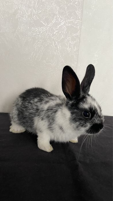 Кролики декоративные