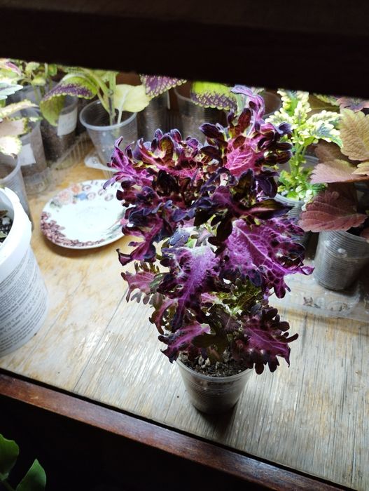 Продам комнатные цветы