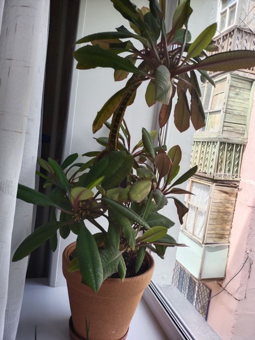 Продаю дерево молочай .