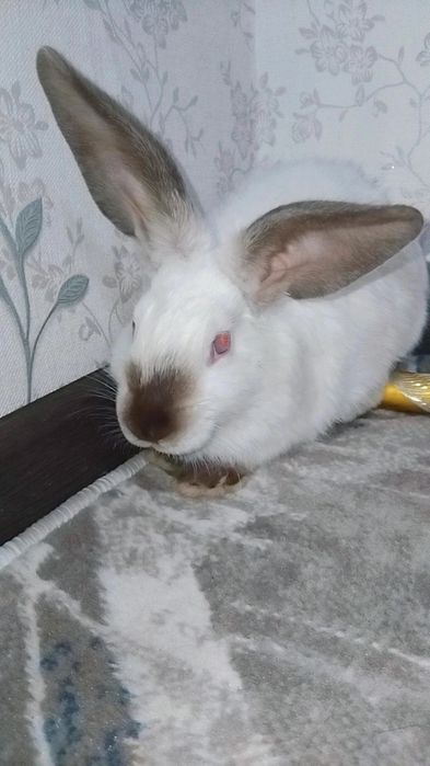 Kaliforniya zotli quyonla sotiladi 2 oylikdan o‘ti