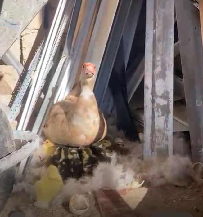 Индоутята срочно продам