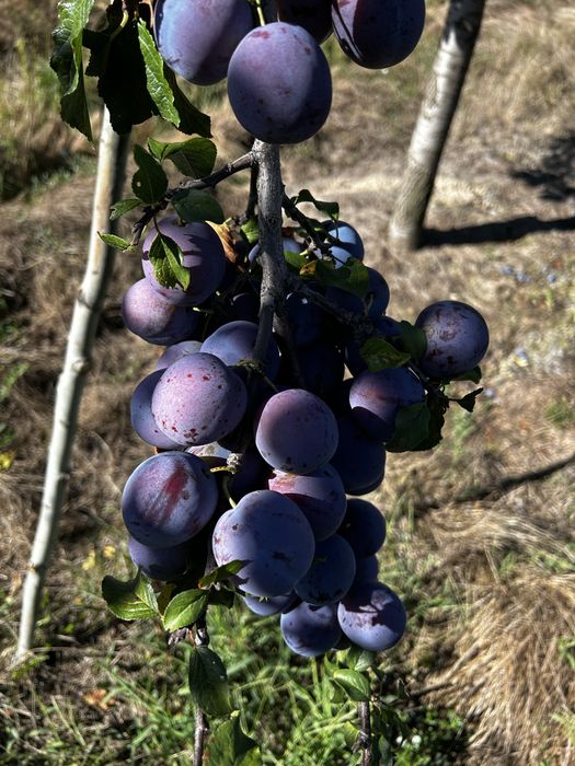 Vand prune pentru piata sau tuica