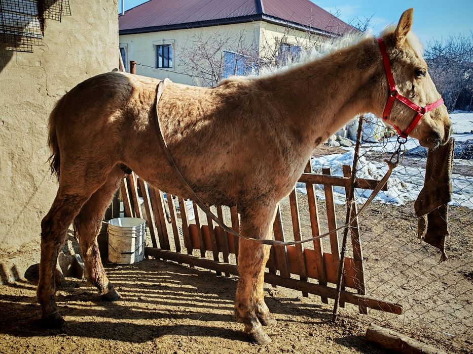 Тай,жылқы,Жабағы,Құнан.Конь, Лошадь,Жеребец
