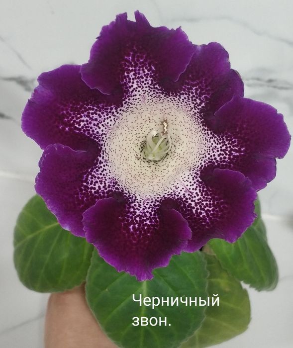 Цветущие не махровые глоксинии.