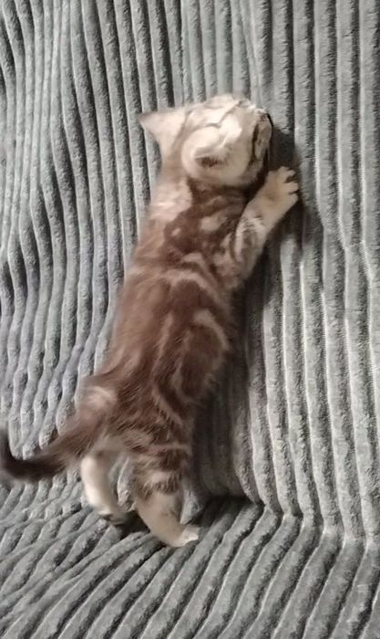 Мальчик. Скоттиш страйт.