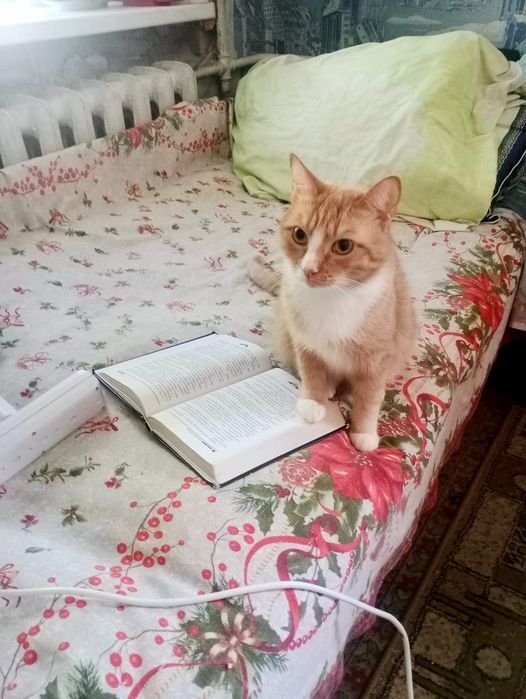 Коты. Бесплатно. В добрые руки