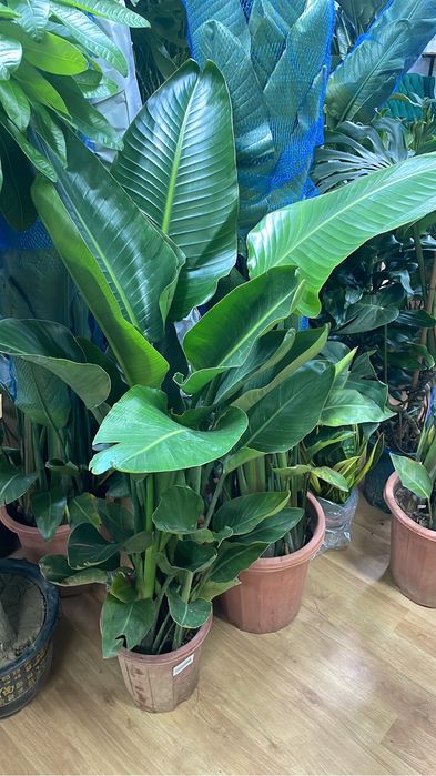 Стрелица Николая