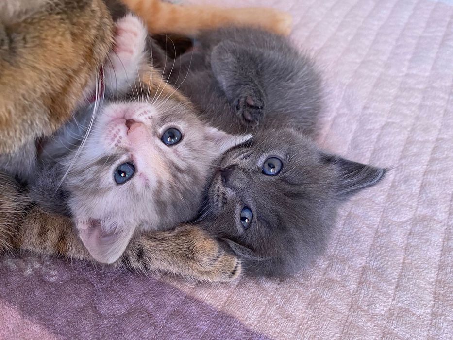 Отдам     Котят даром