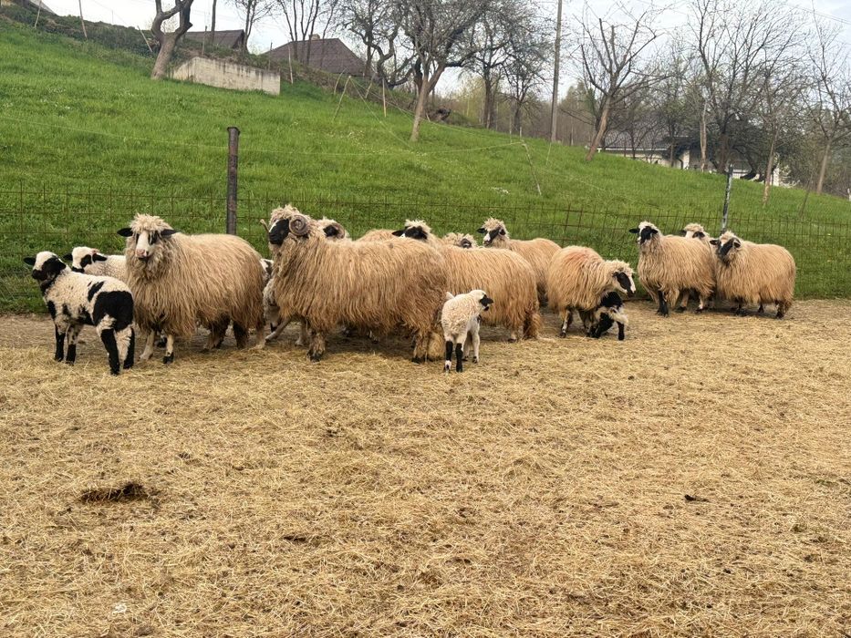 Oi breze de vanzare cu miei