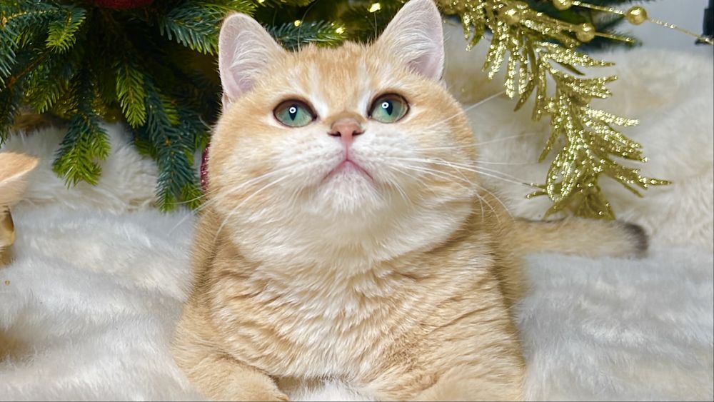 Зрлотая шиншилла