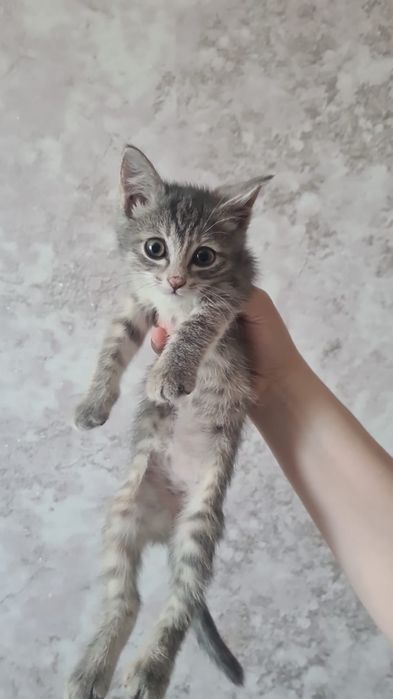 Котёнок отдам в добрые руки