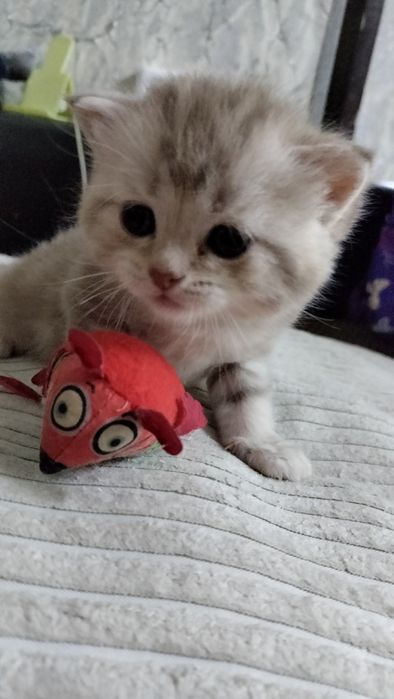 шотландские котята