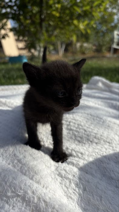 Pisica Transilvana / Neagra