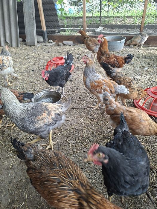 Продам кур ,цыплят