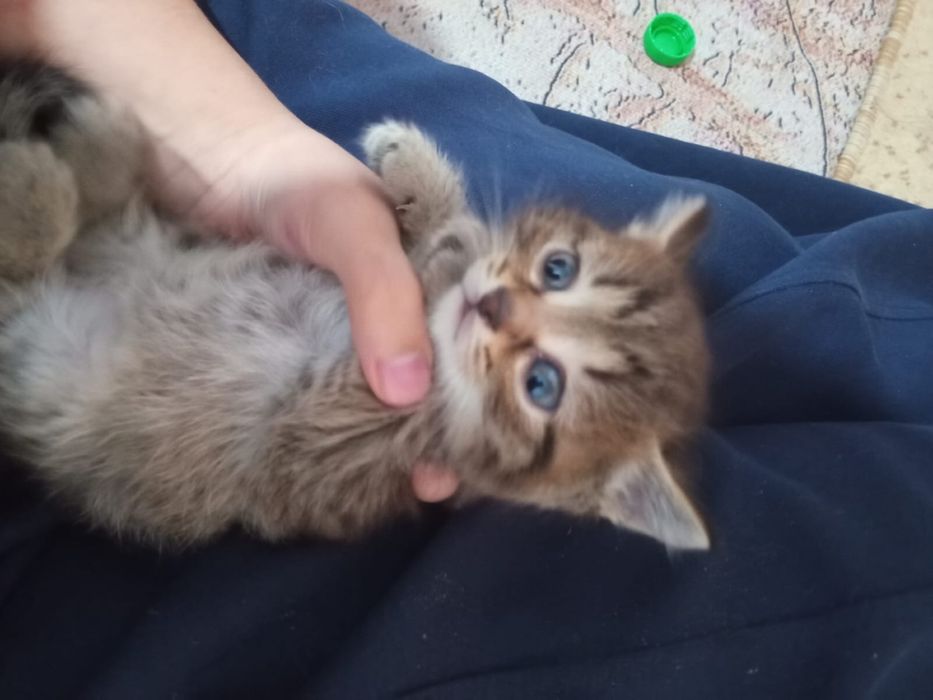 Отдам котят в добрые руки