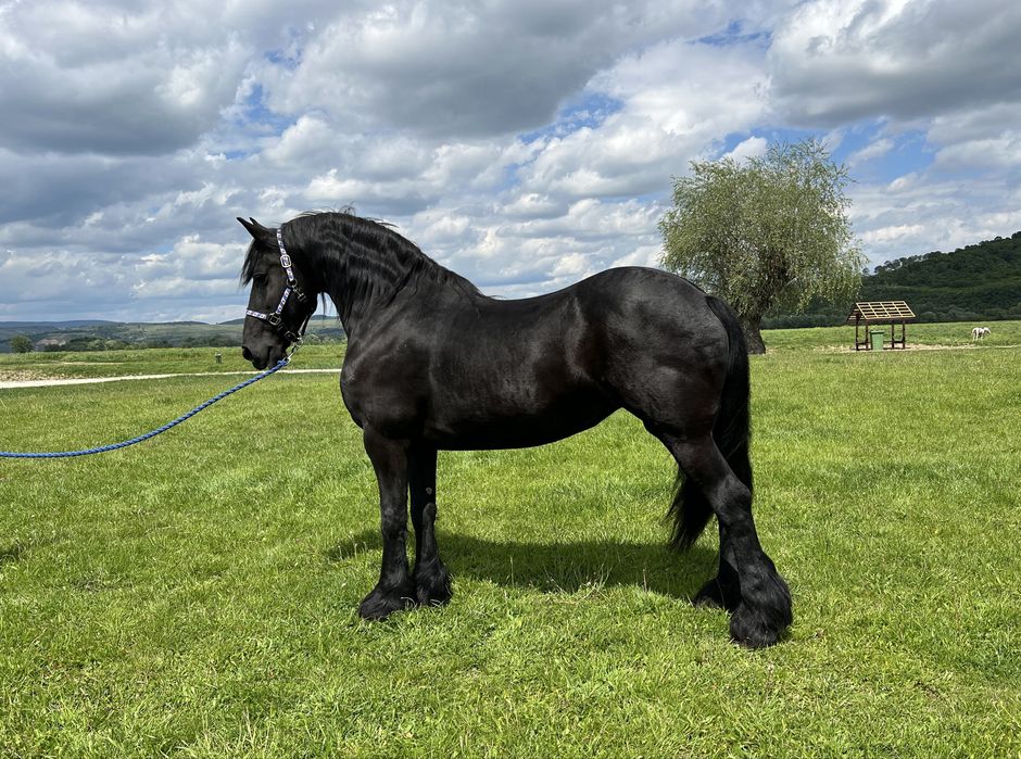 Iapă Friesian Frizian Friz echitatație călărie