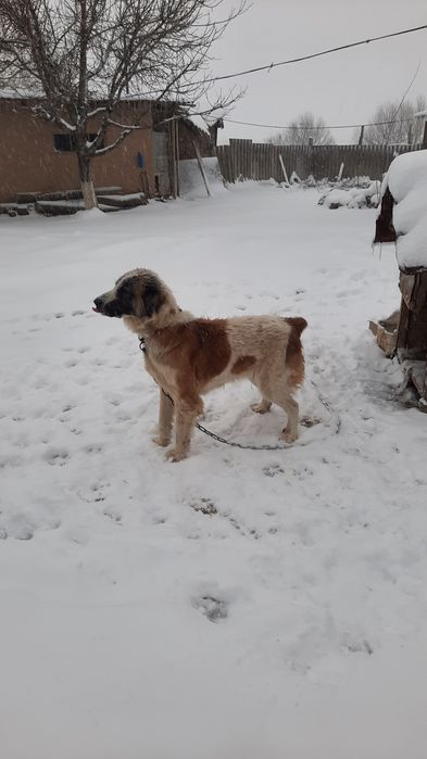 Алабай ит сатылады