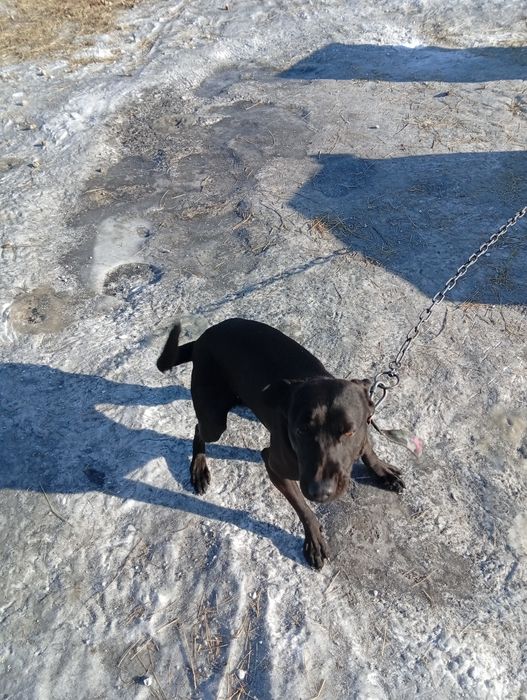 Отдам щенка даром