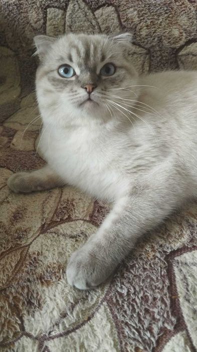 Отдам бесплатно котят