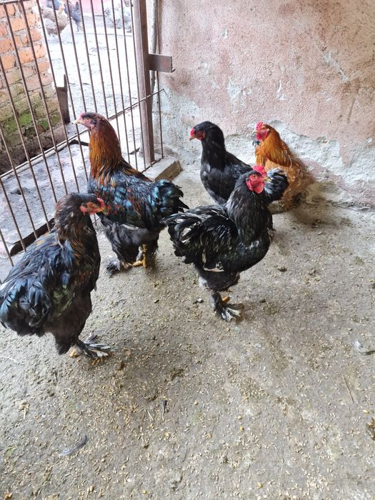 Cocoși Brahma tineri