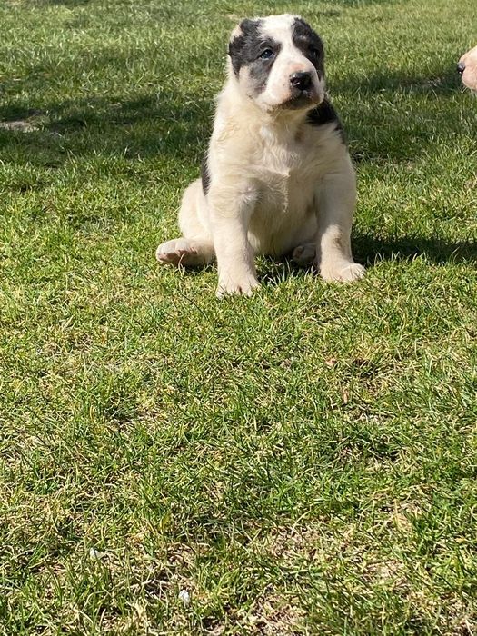 Кушык сатылады.   .