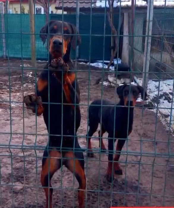 Подарявам две кучета доберман